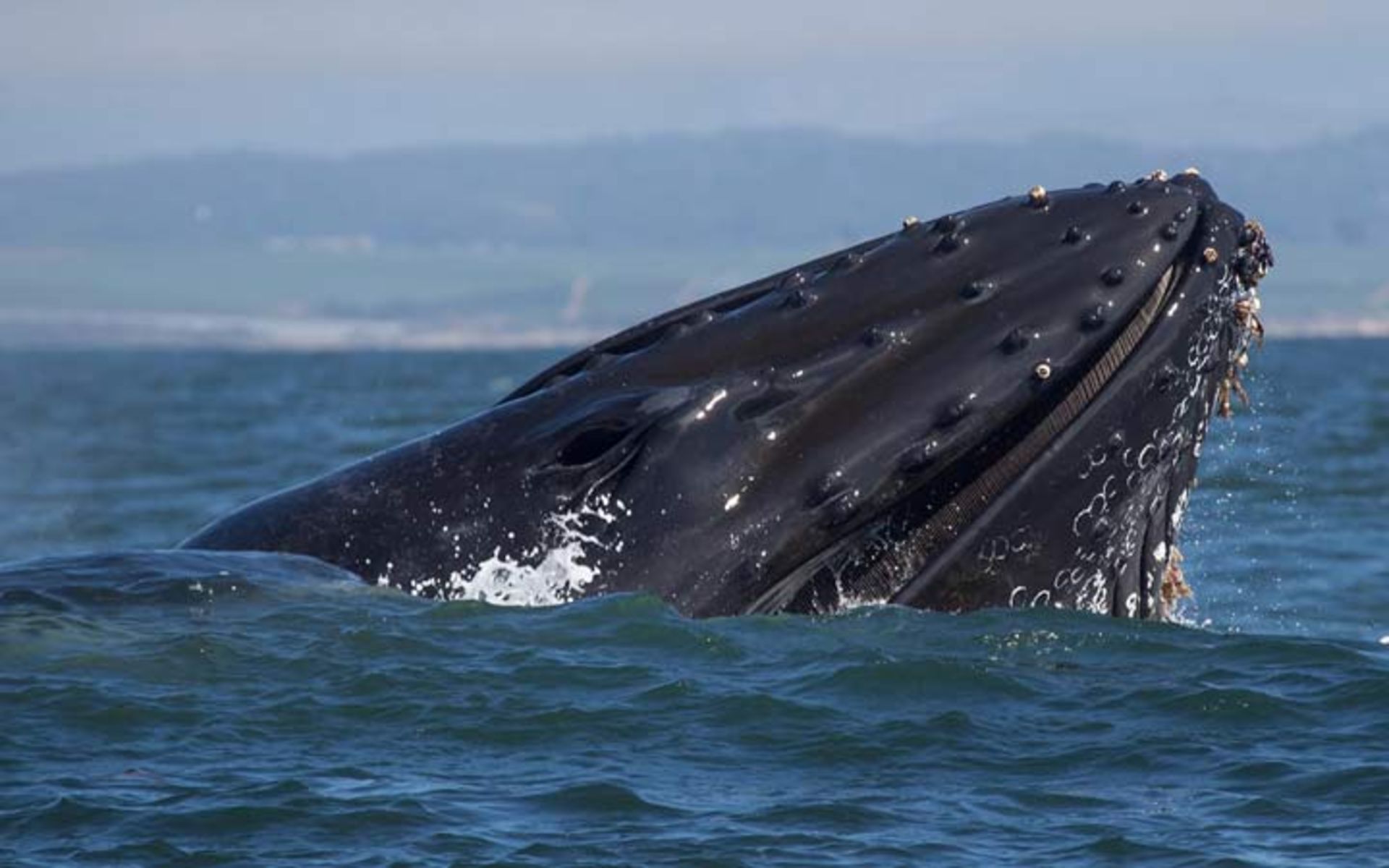 برخورد نزدیک از نوع سوم در اقیانوس!