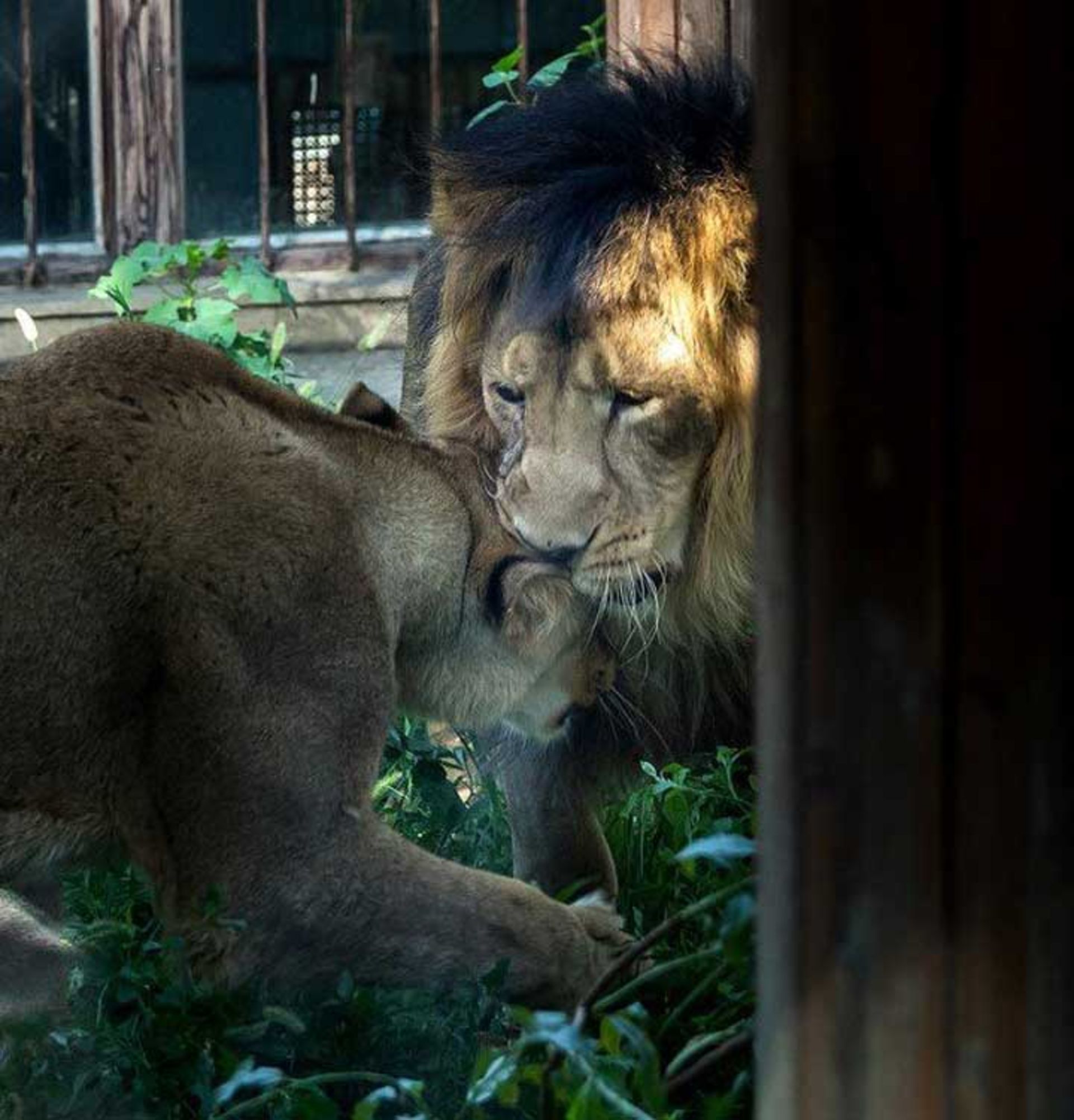 شیرهای ایرانی 