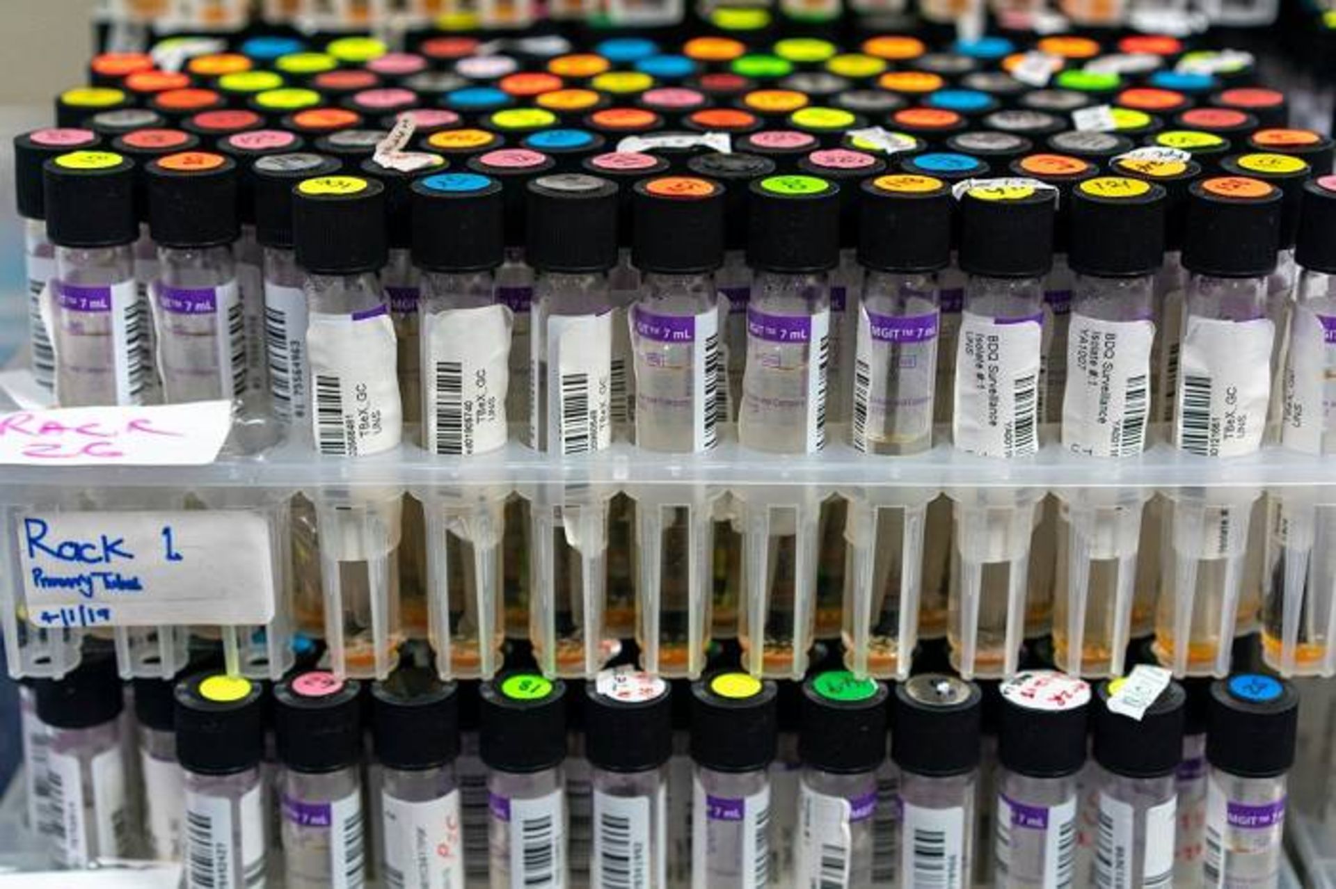 لوله های حاوی کشت باکتری سل