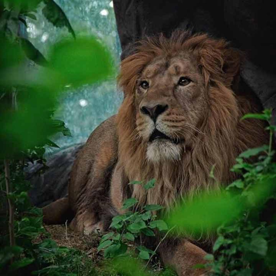 گام بزرگی برای احیای شیرهای ایرانی