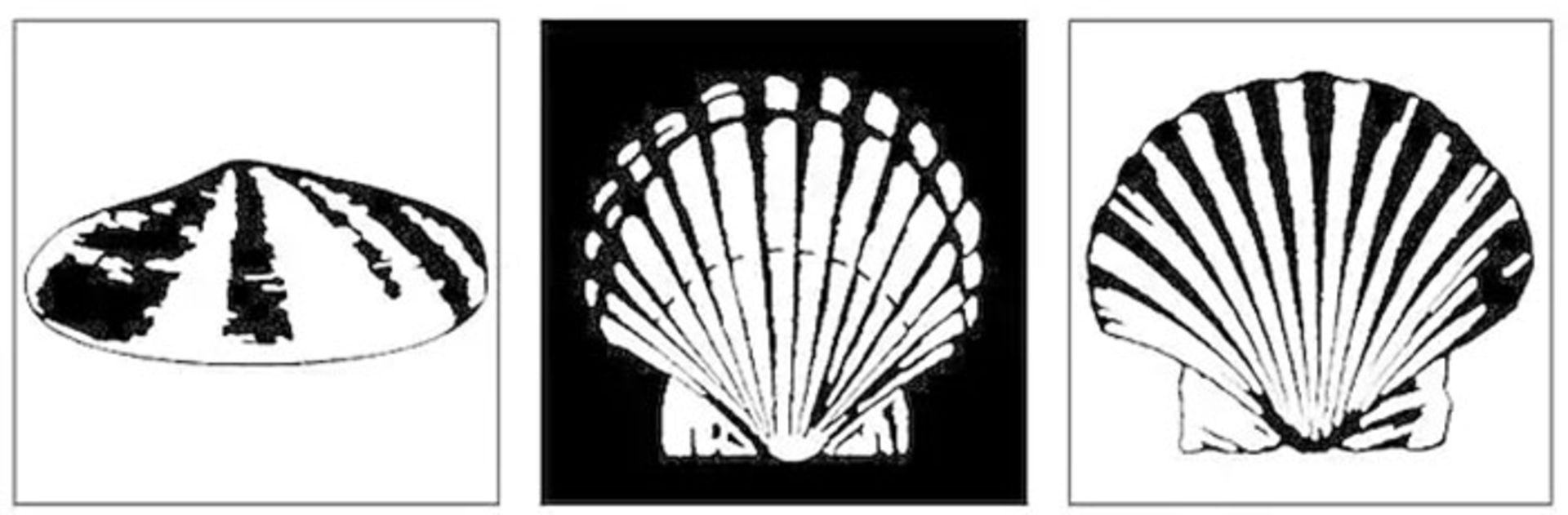 شل / Shell