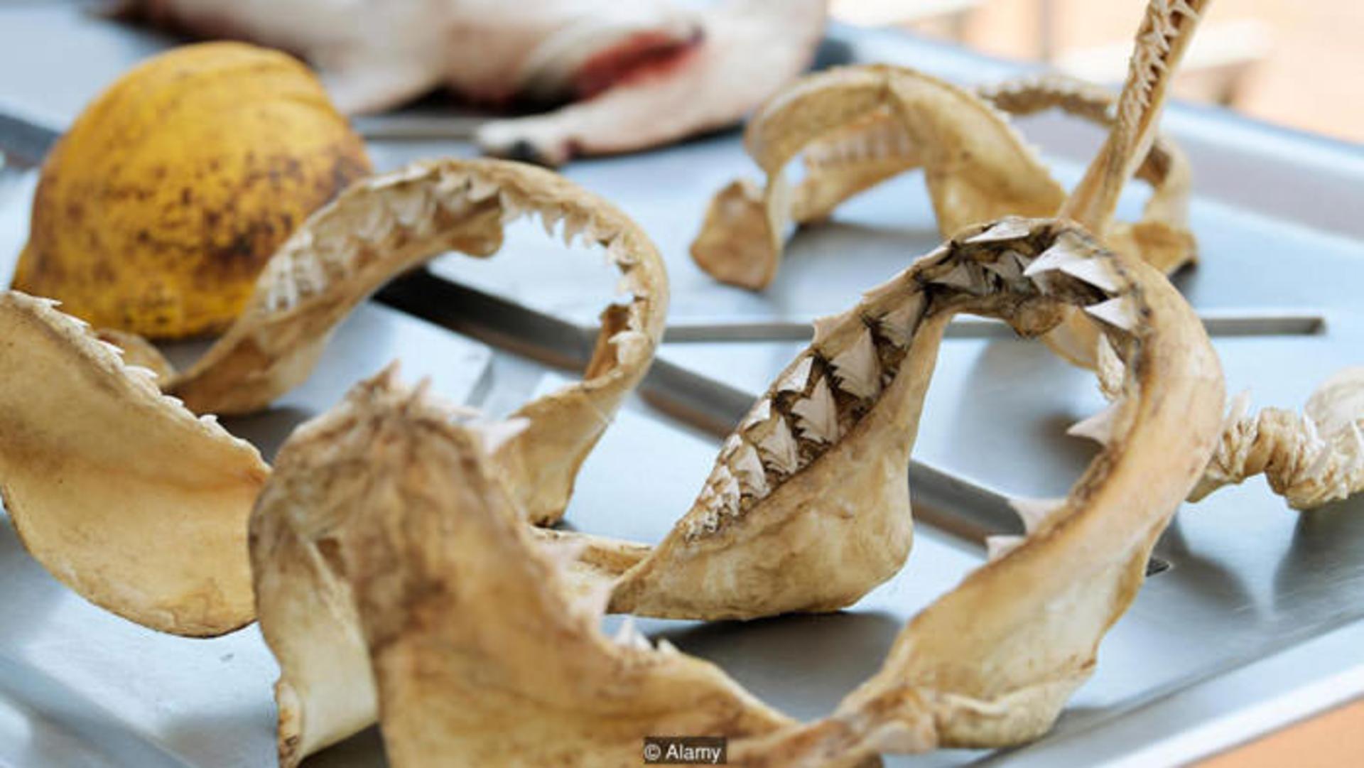 کوسه / shark