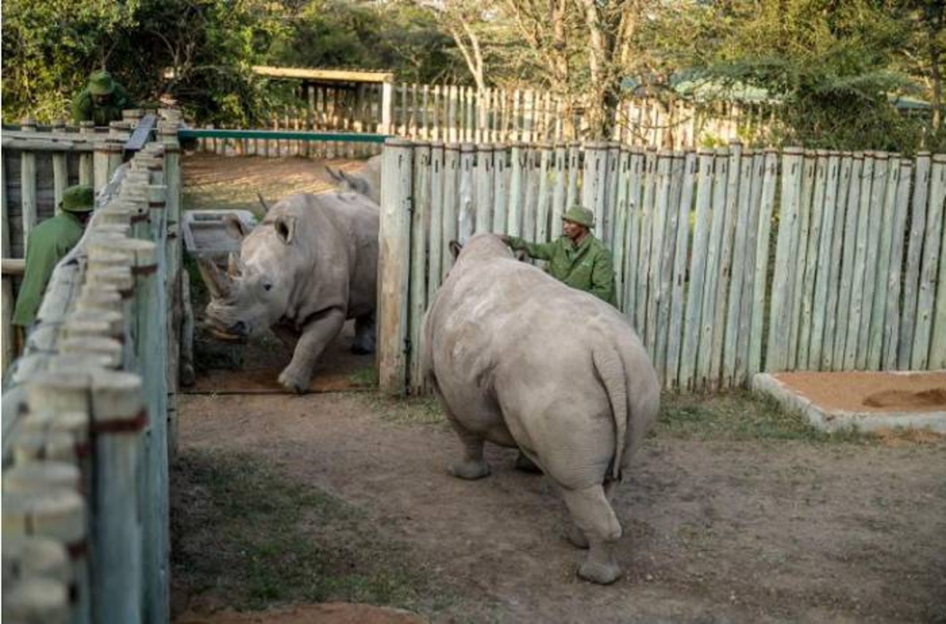 ناجین و فاتو