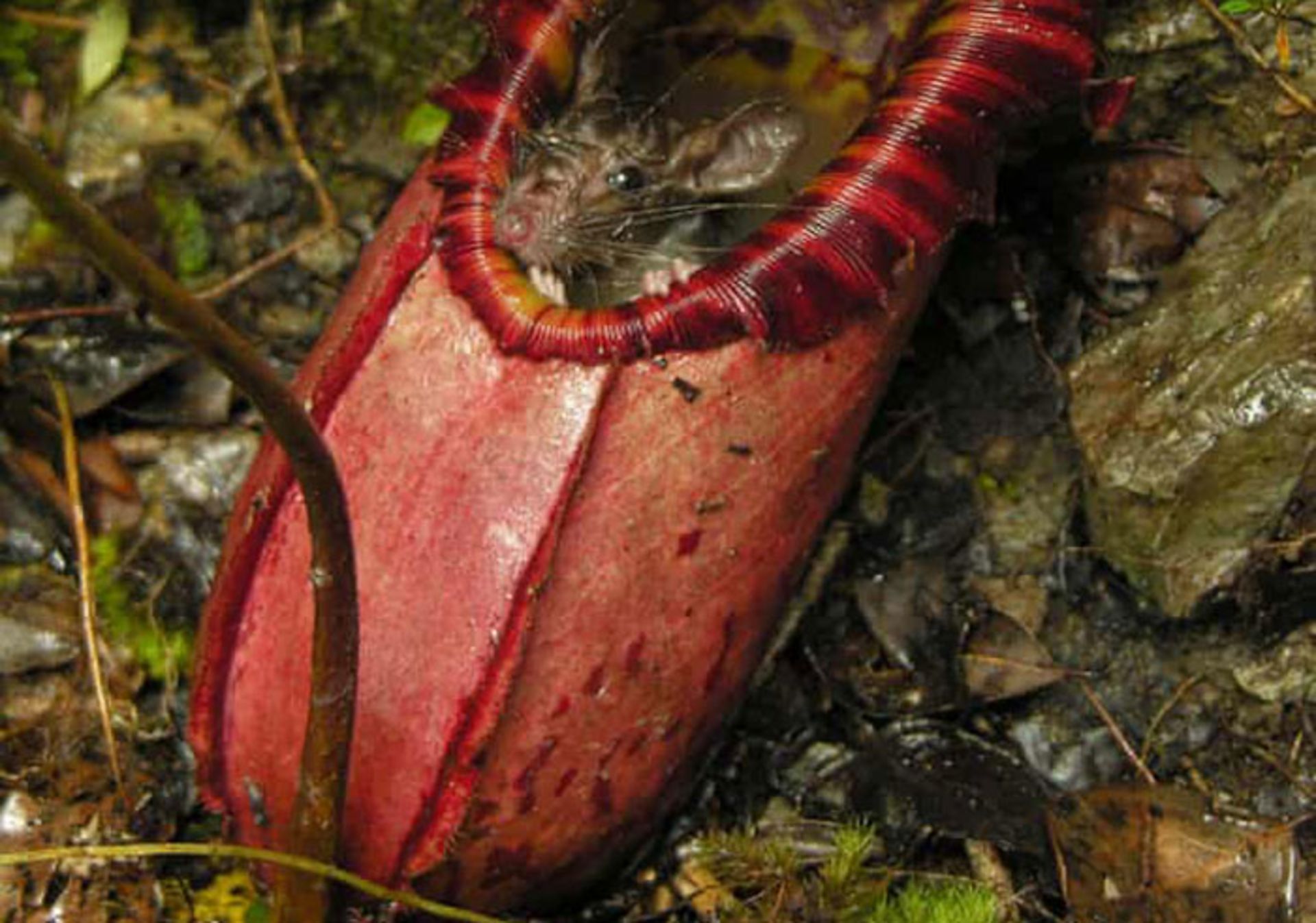 گیاه گوشت خوار