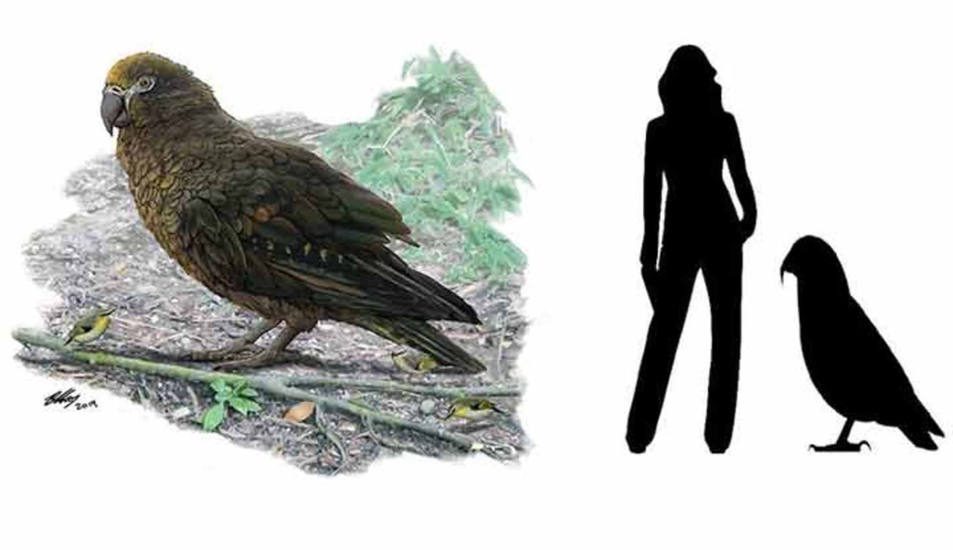 کشف بقایای فسیلی بزرگ‌جثه‌ترین طوطی جهان