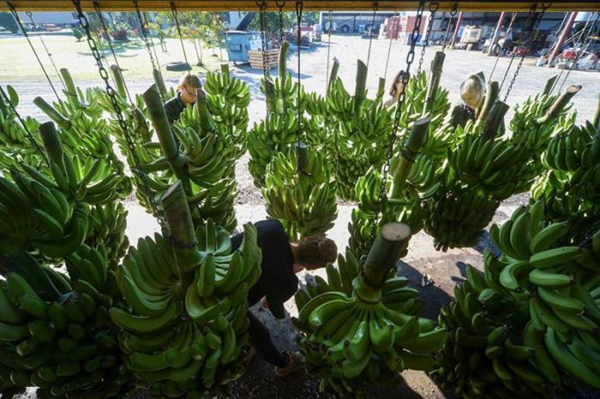 محصول موز استرالیا