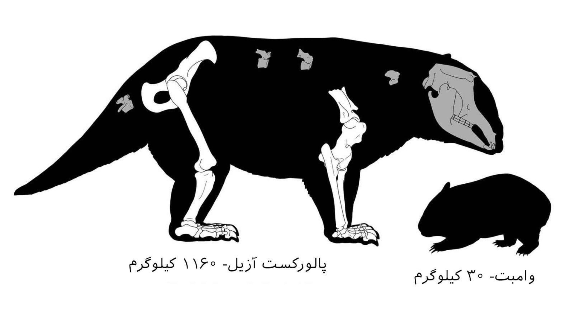 مقایسه جثه‌ و وزن پالورکست‌ آزیل با یک وُمبت یا وامبت از نزدیک‌ترین خویشاوندان کوآلا