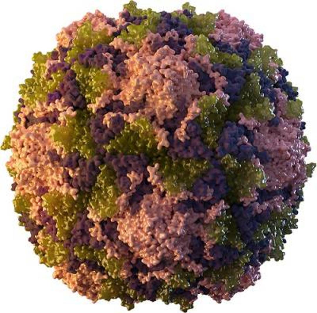 ویروس فلج اطفال