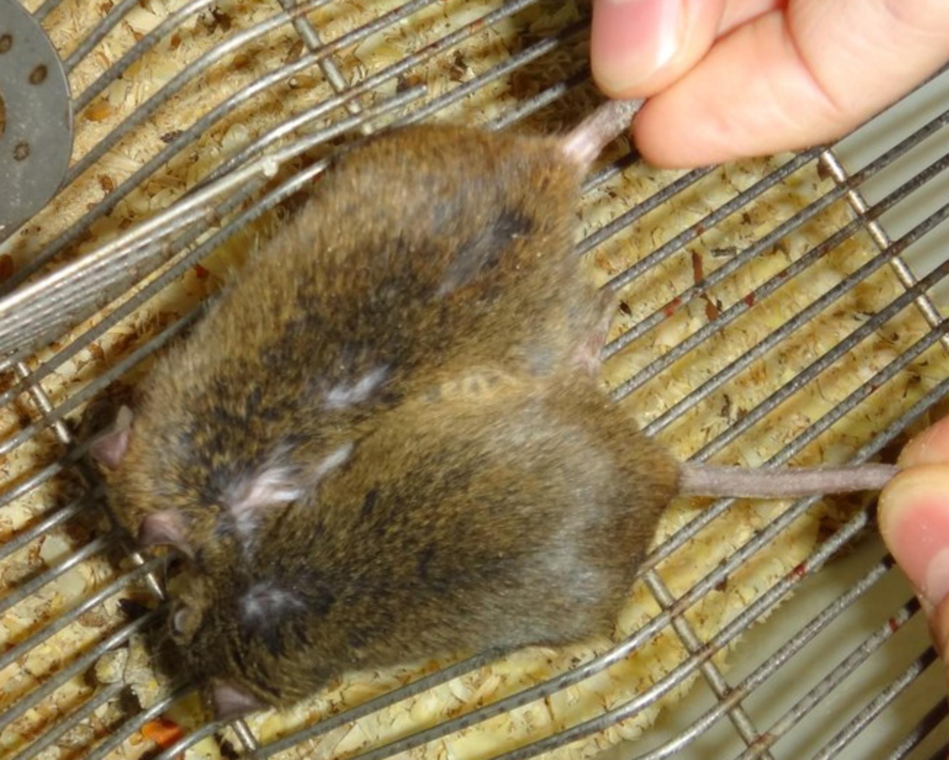 mice