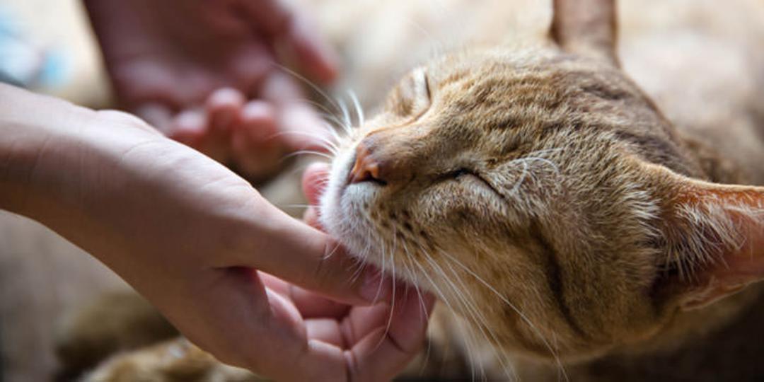 گربه ها / Cats