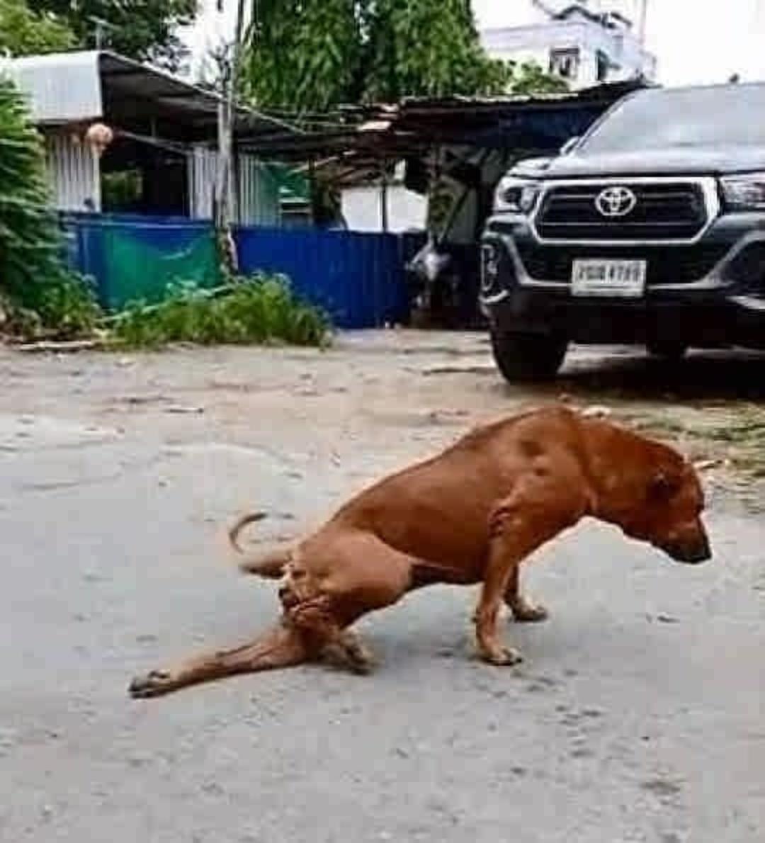 سگ‌ها هم تمارض می‌کنند!