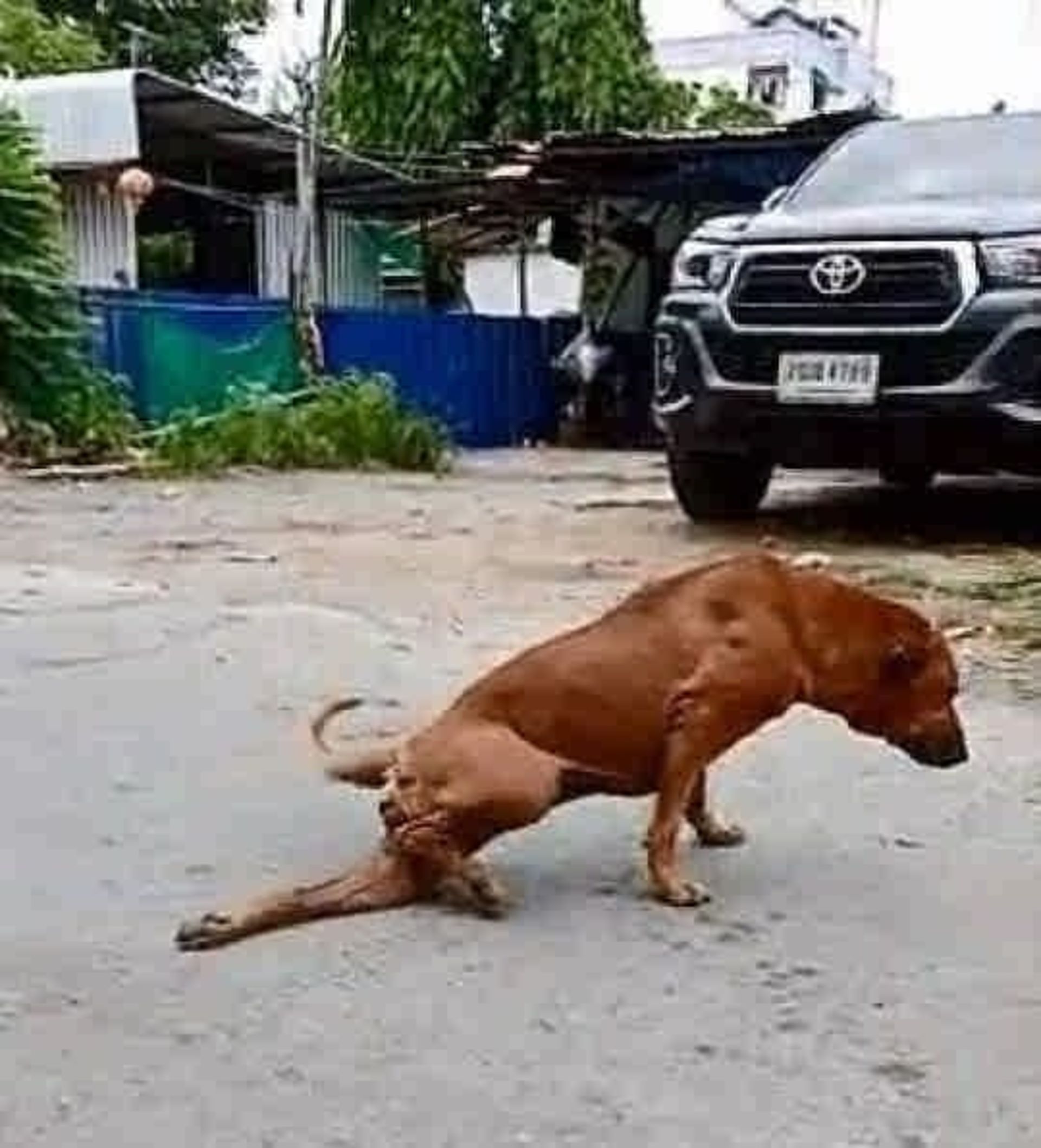 سگ‌ها هم تمارض می‌کنند!