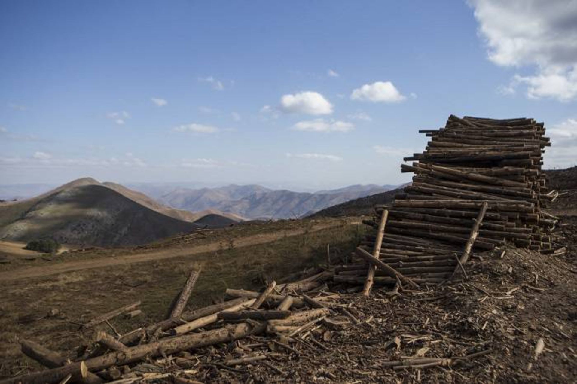 جنگل زدایی