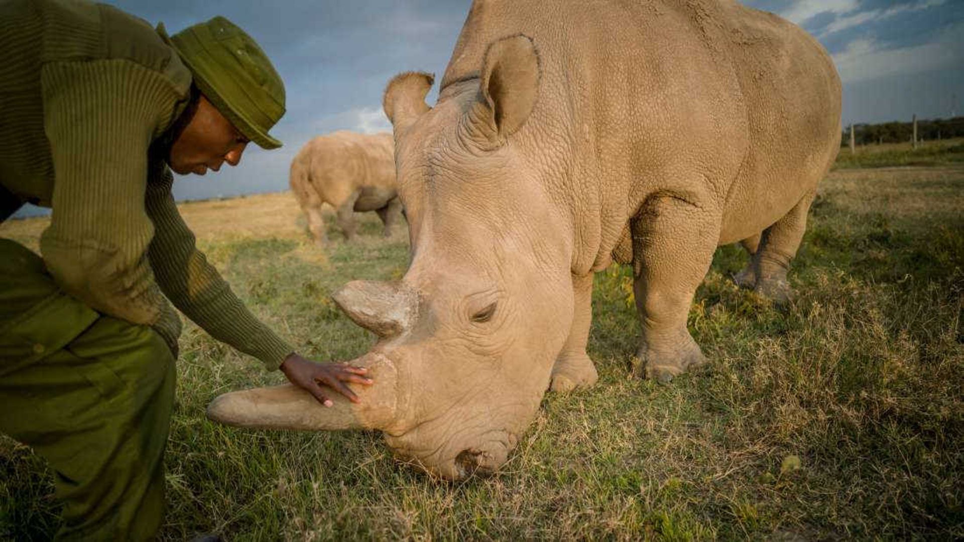 زنده شدن امیدها برای نجات کرگدن سفید شمالی