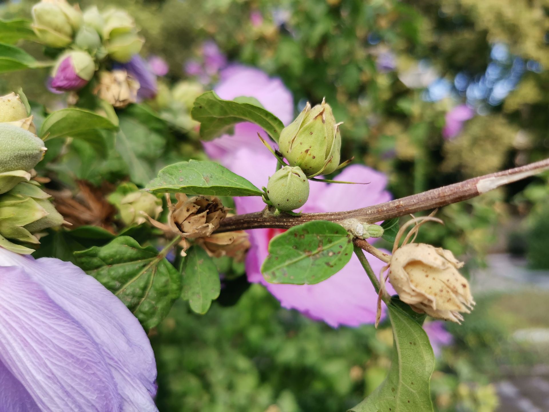 نمونه‌عکس‌های آنر 20 پرو