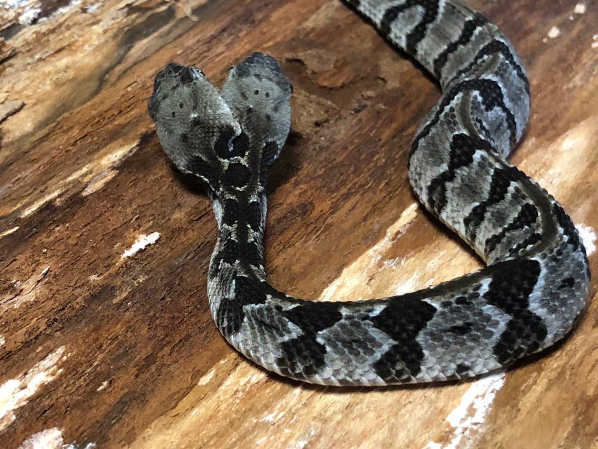 نجات مار زنگی دوسَر کمیاب