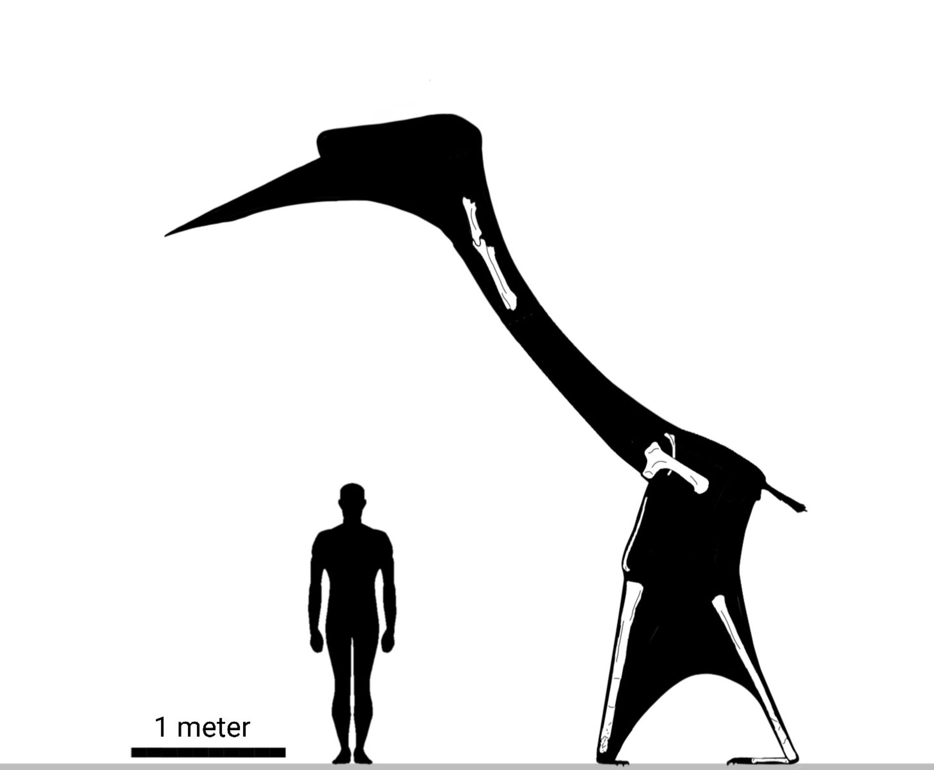 «کرایدراکون بوریاس (Cryodrakon Boreas)