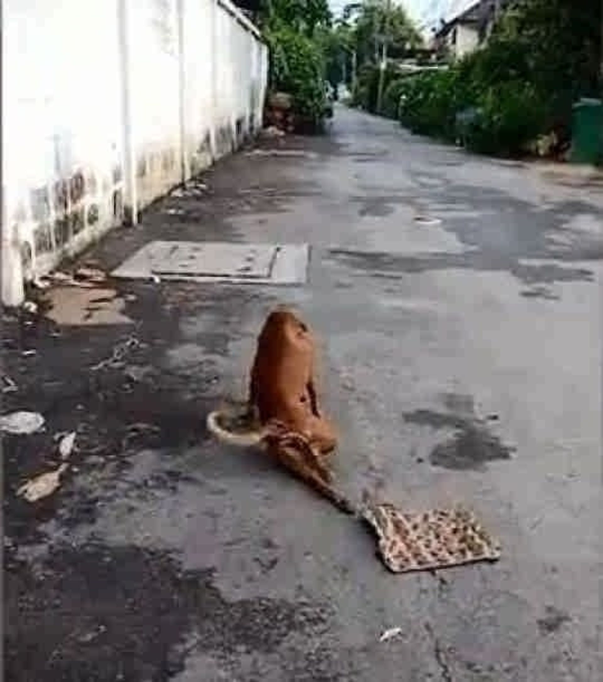  گآئه 