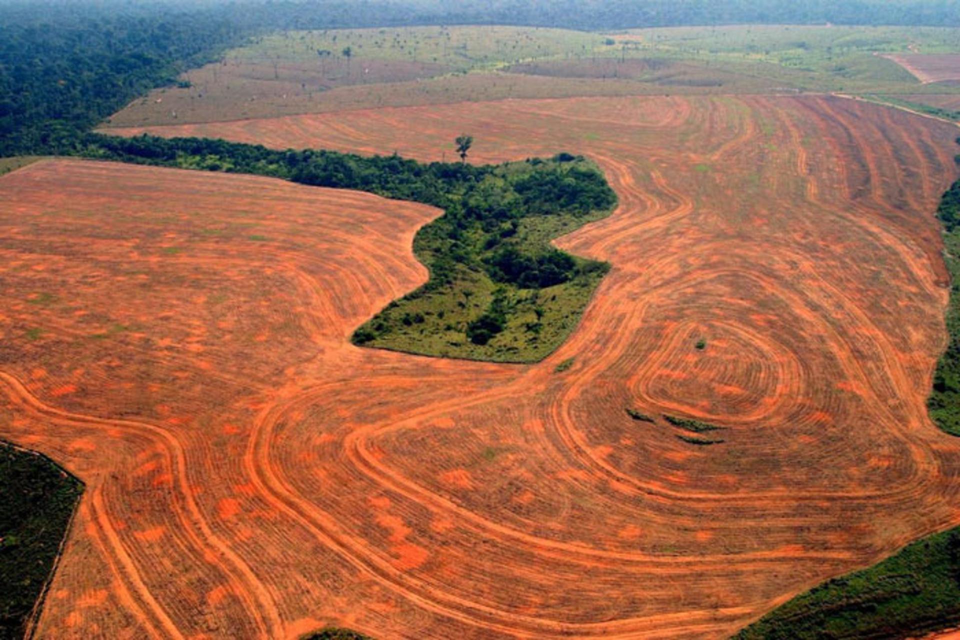 جنگل زدایی / deforestation