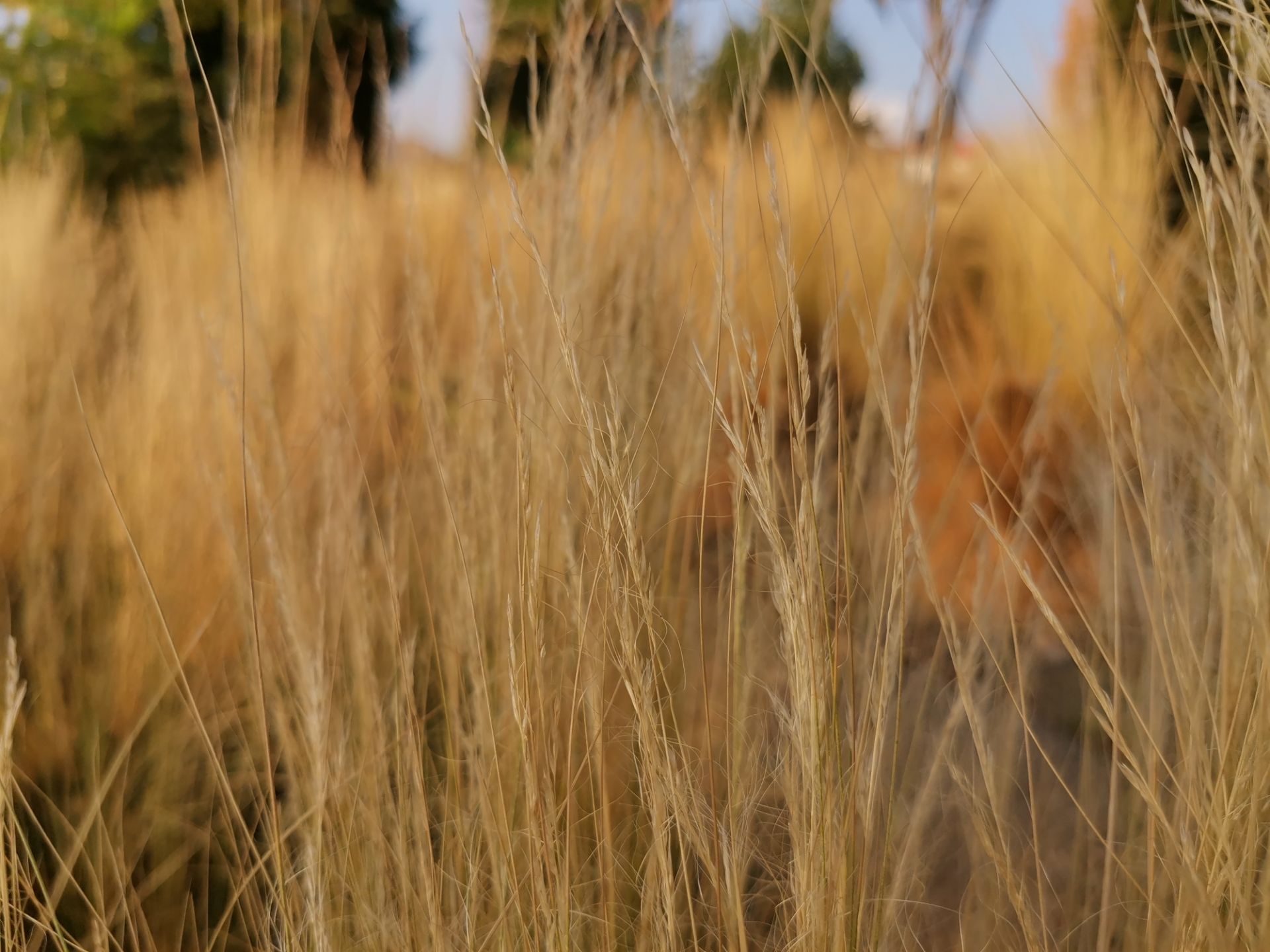 نمونه‌عکس‌های آنر 20 پرو