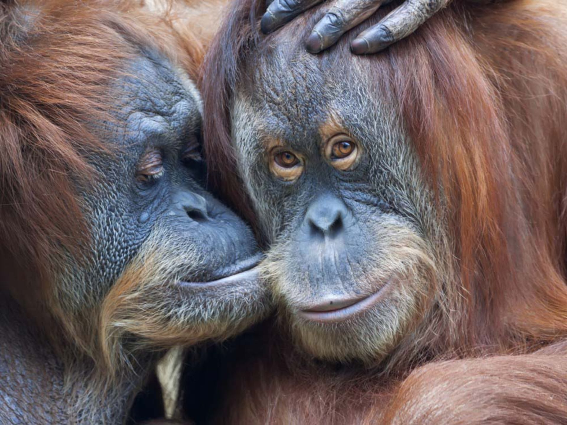 عشق حیوانات