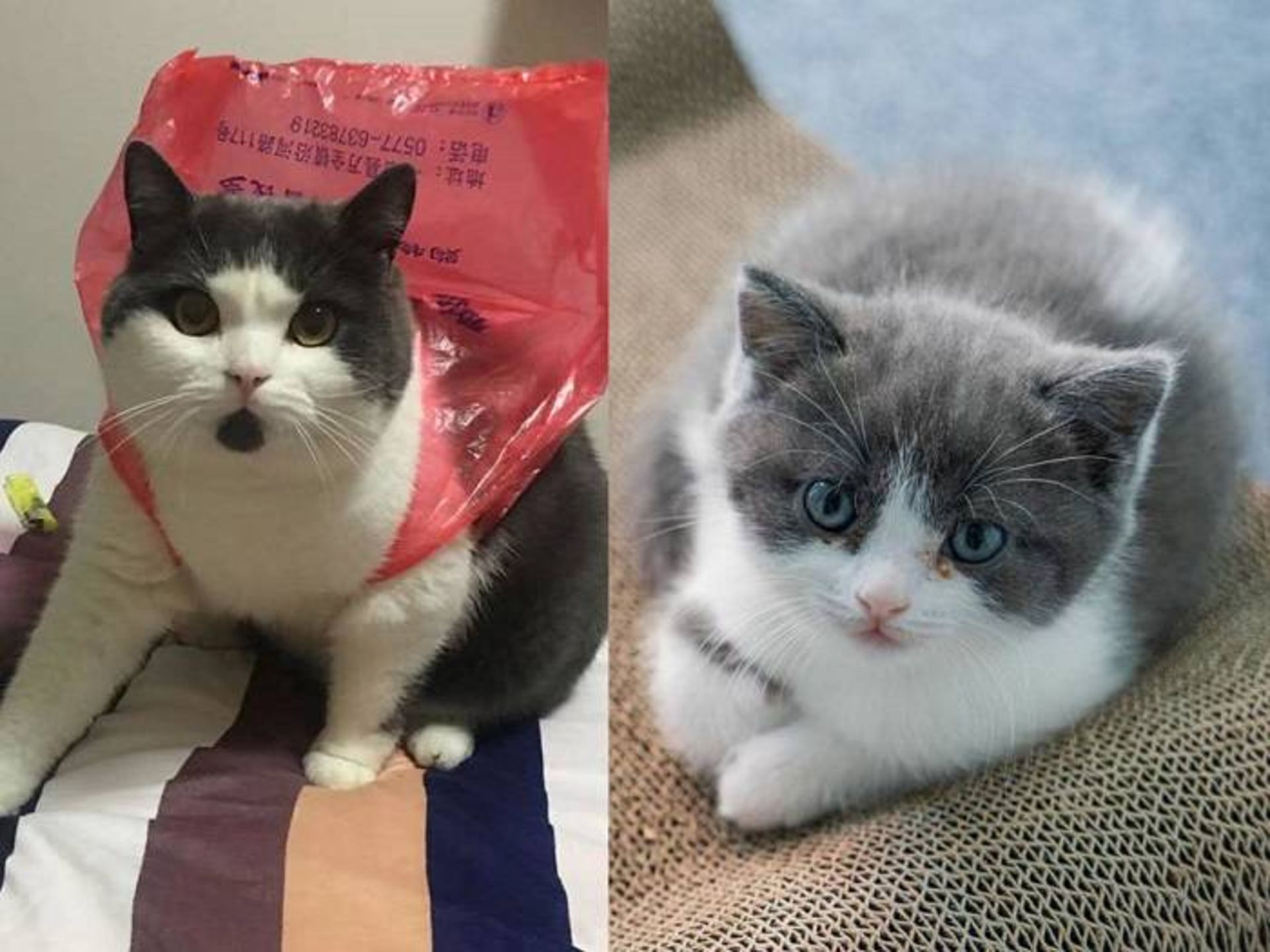 گارلیک اصلی و کلون شده