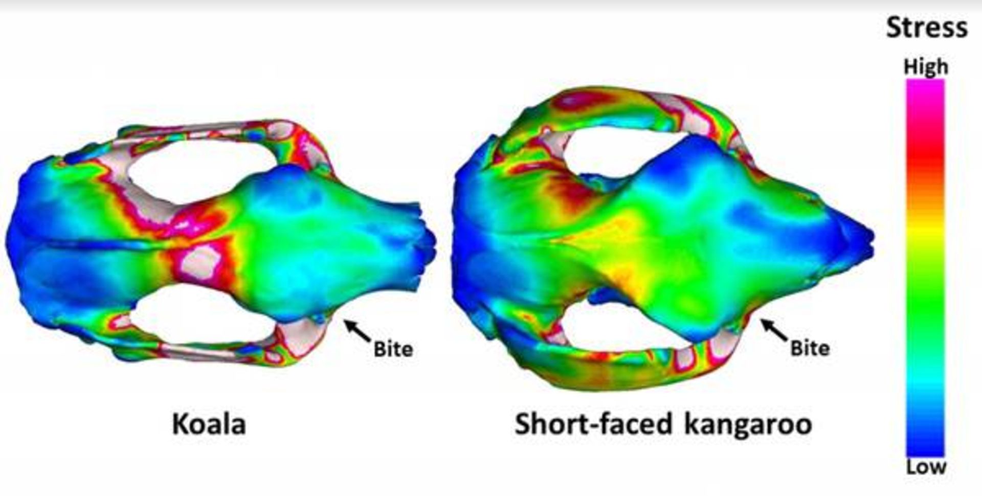 اسکن جمجمه کانگورو