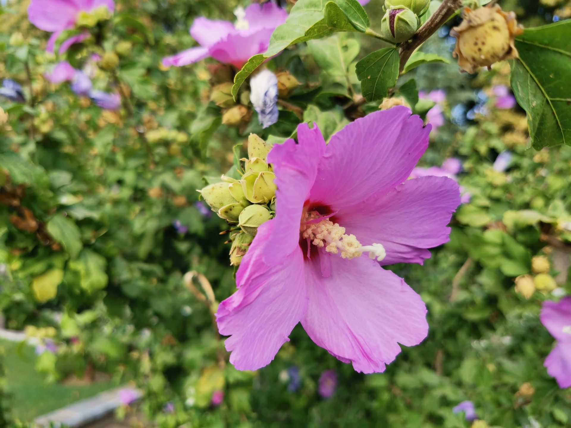 نمونه‌عکس‌های آنر 20 پرو