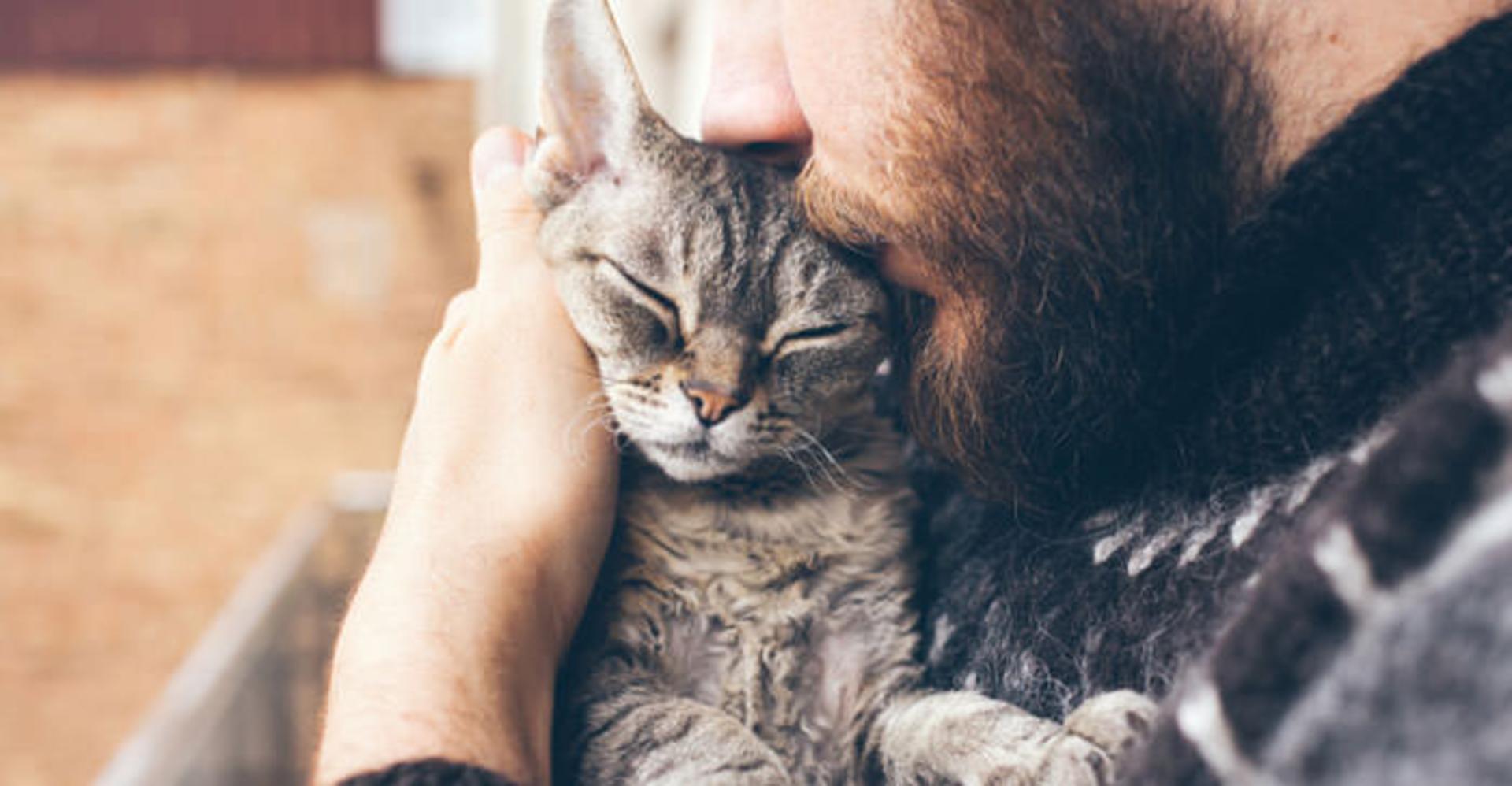 گربه ها / Cats
