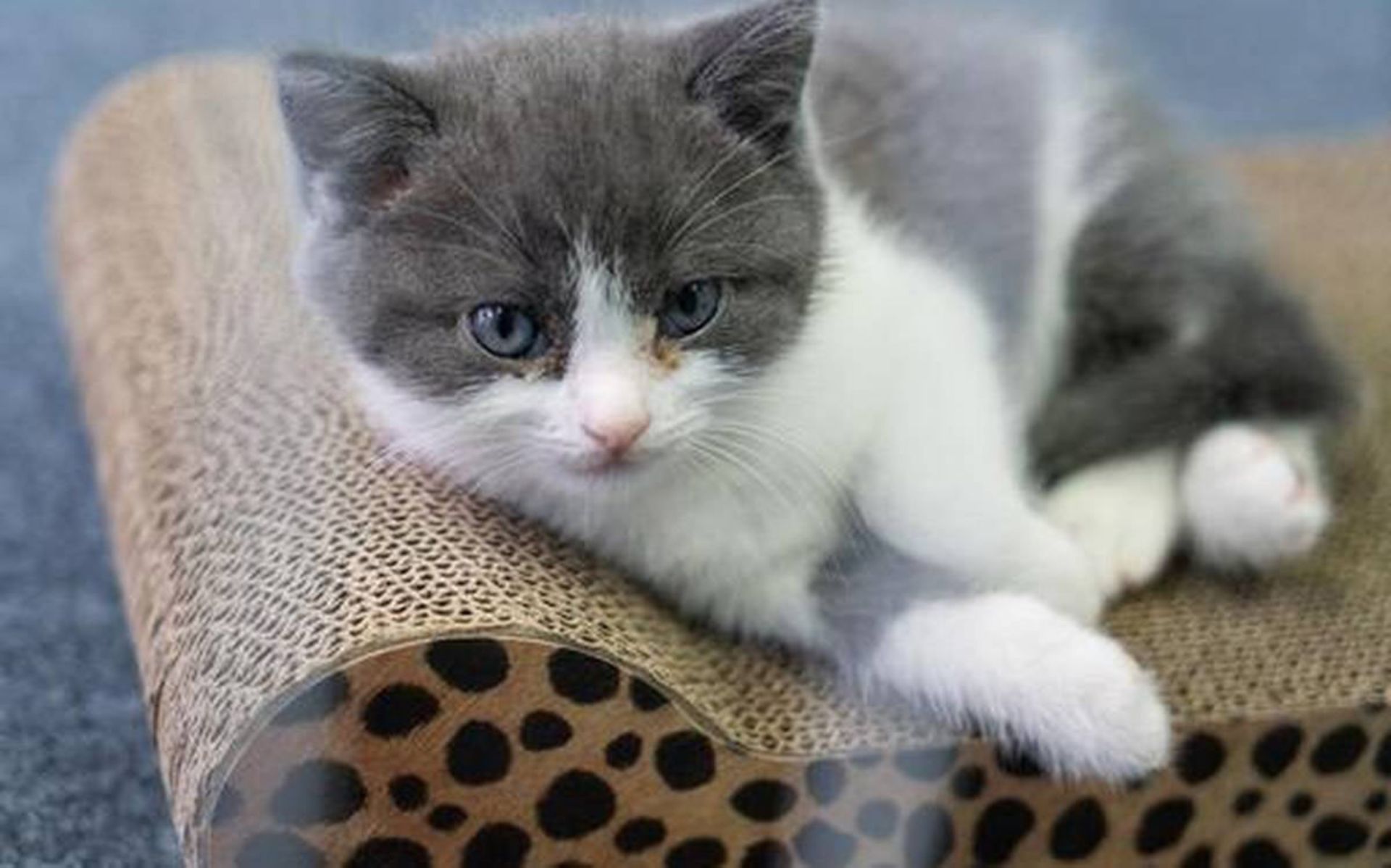 گارلیک، اولین گربه شبیه‌سازی ژنتیکی تجاری جهان