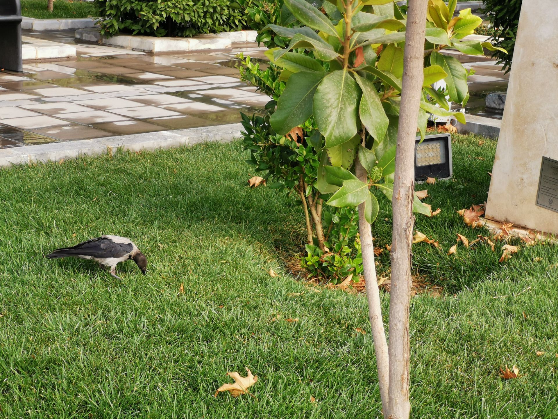 نمونه‌عکس‌ آنر 20 پرو با زوم اپتیکال ۳ برابری