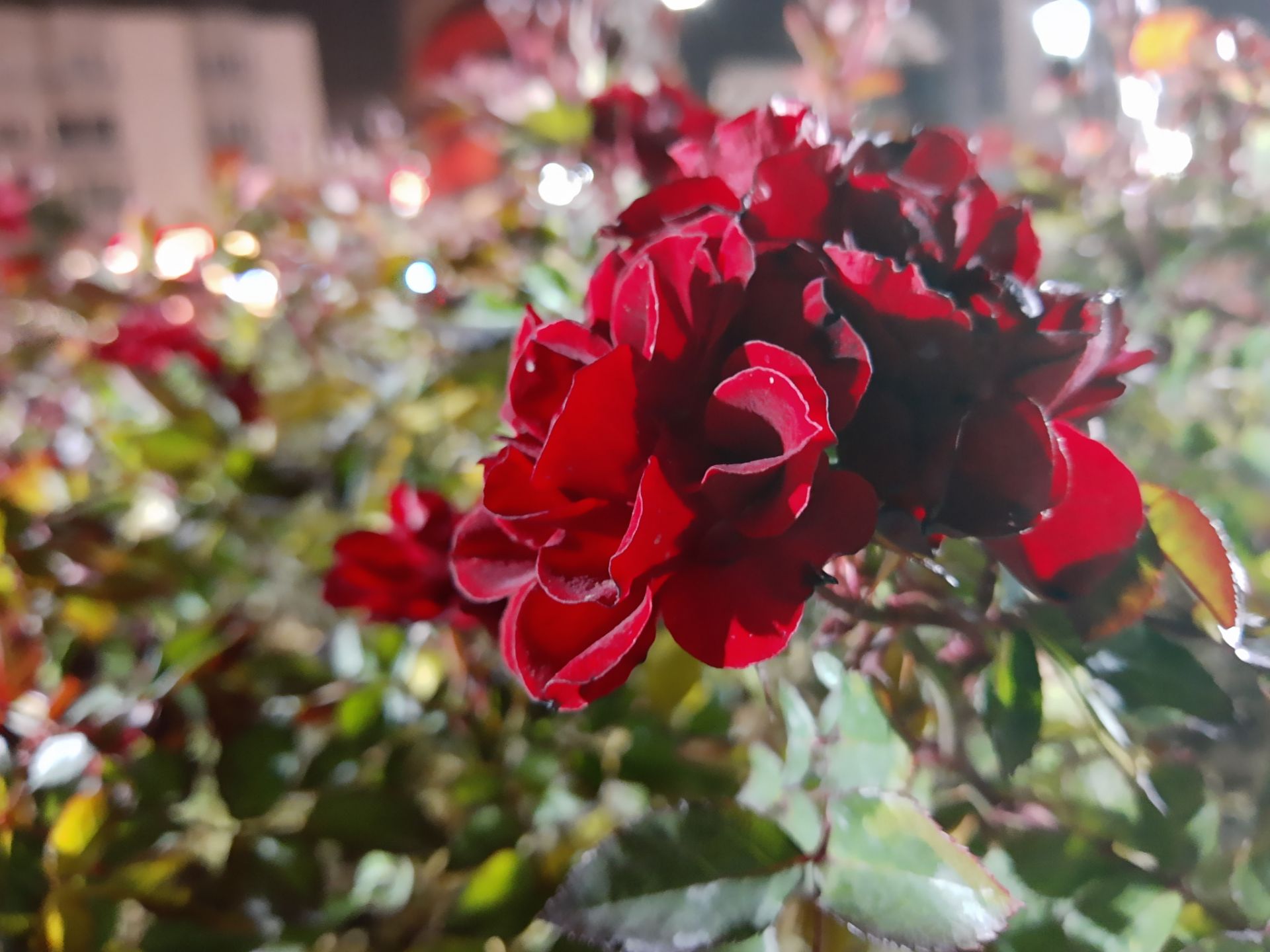 نمونه‌عکس‌های موتورولا وان اکشن