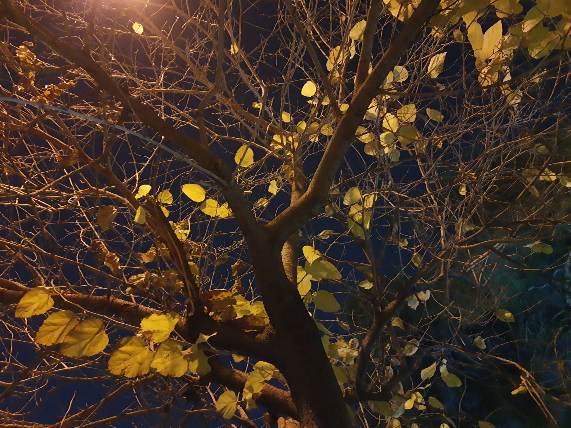 نمونه‌عکس‌های موتورولا وان اکشن