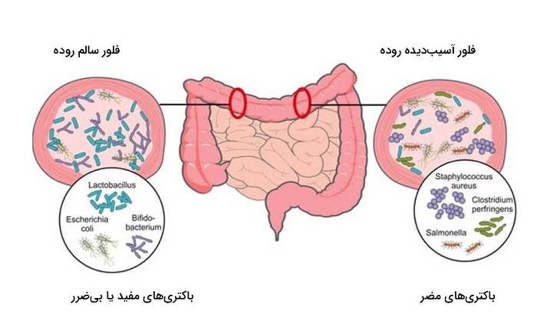 میکروبیوم 