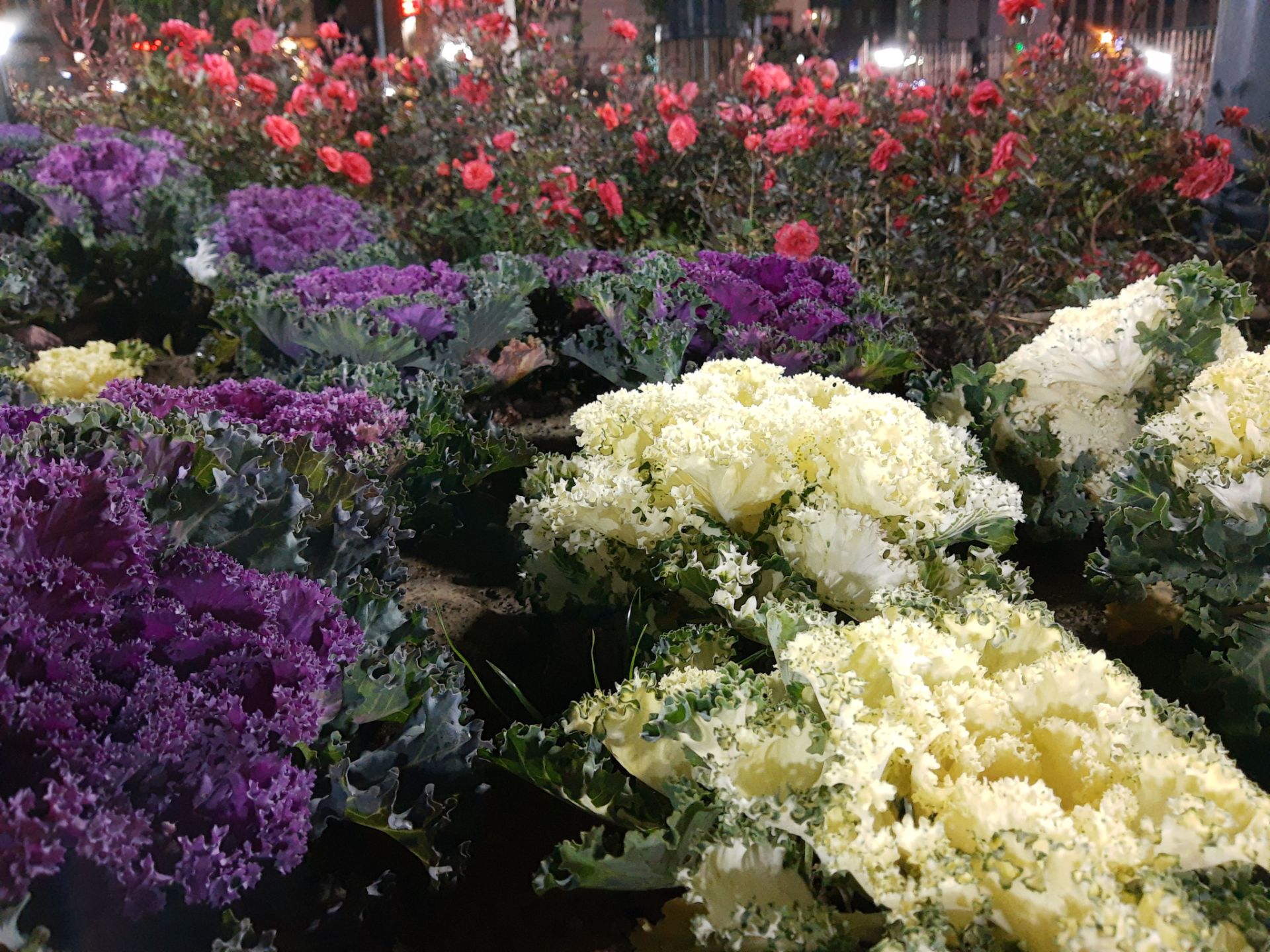 نمونه‌عکس‌های موتورولا وان اکشن