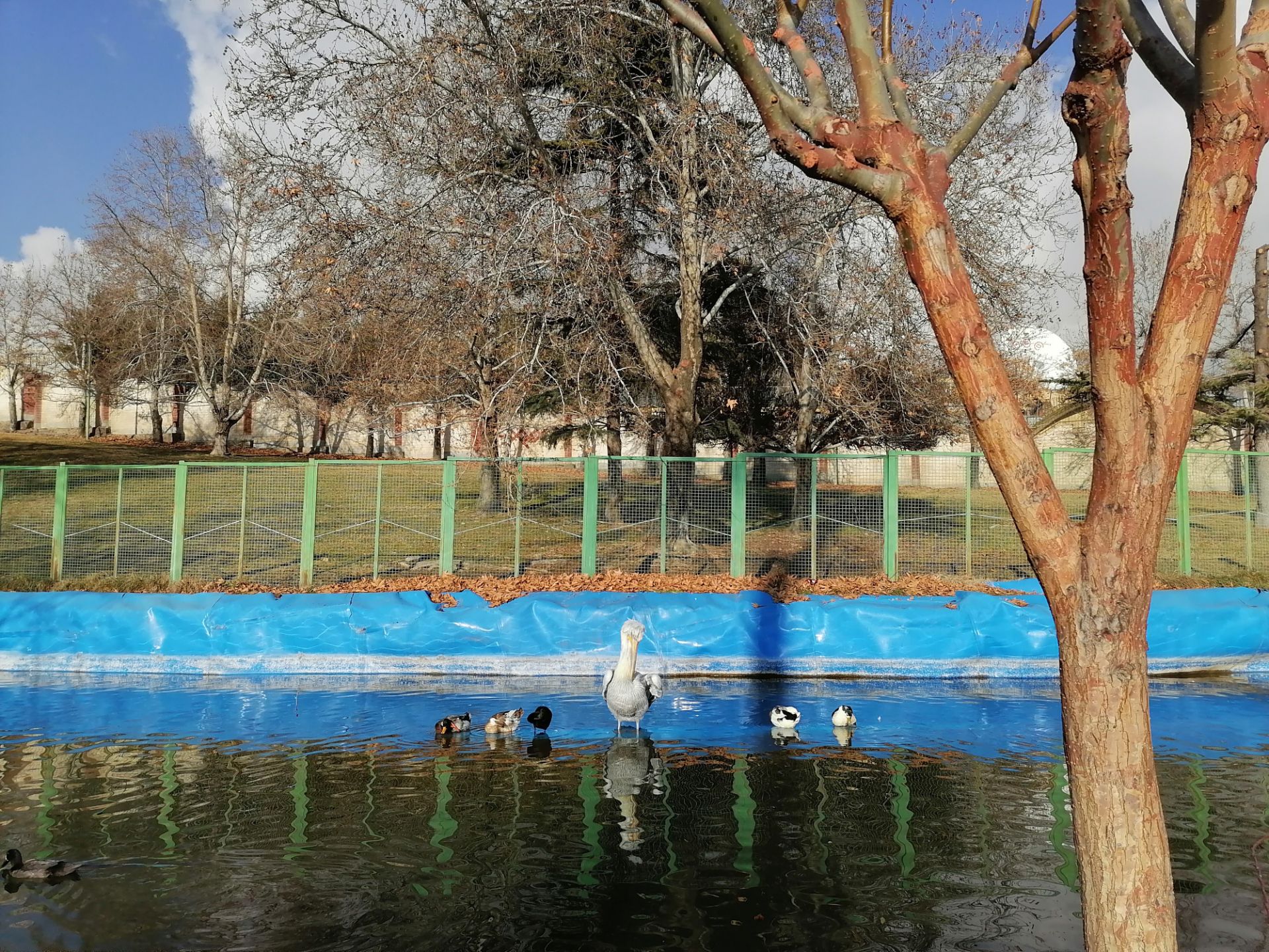 نمونه تصویر گرفته شده با دوربین اصلی آنر ۹ ایکس