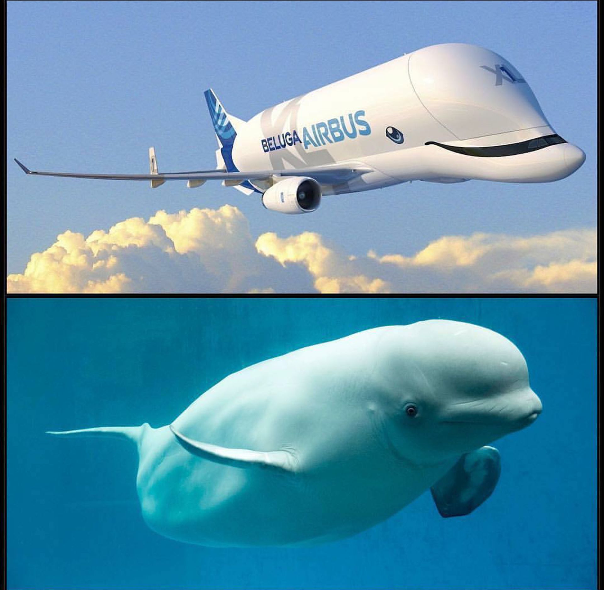 هواپیمای بلوگا ایکس ال ایرباس / airbus blugaxl