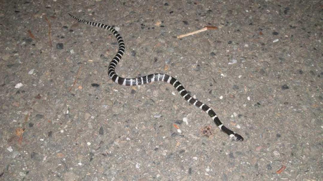 Chinese krait / کریت چینی