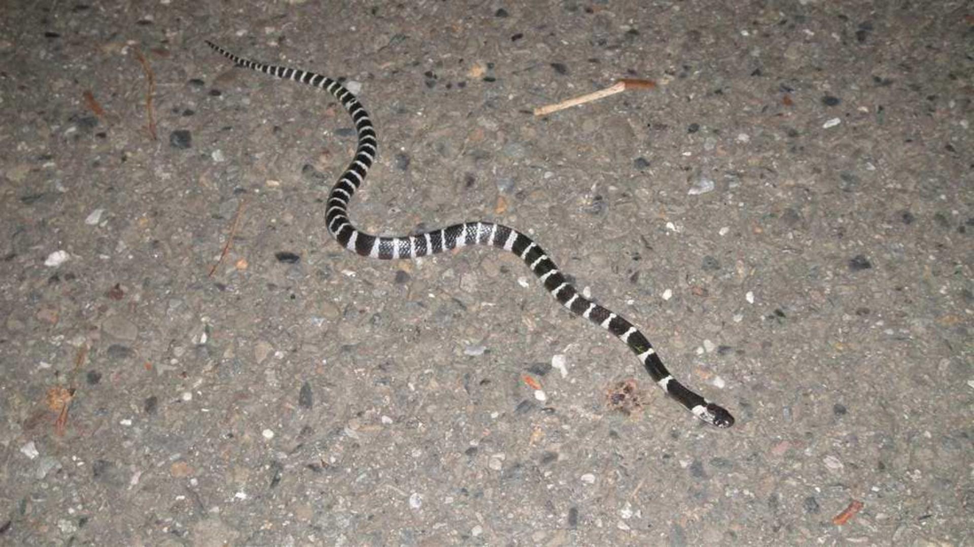 Chinese krait / کریت چینی