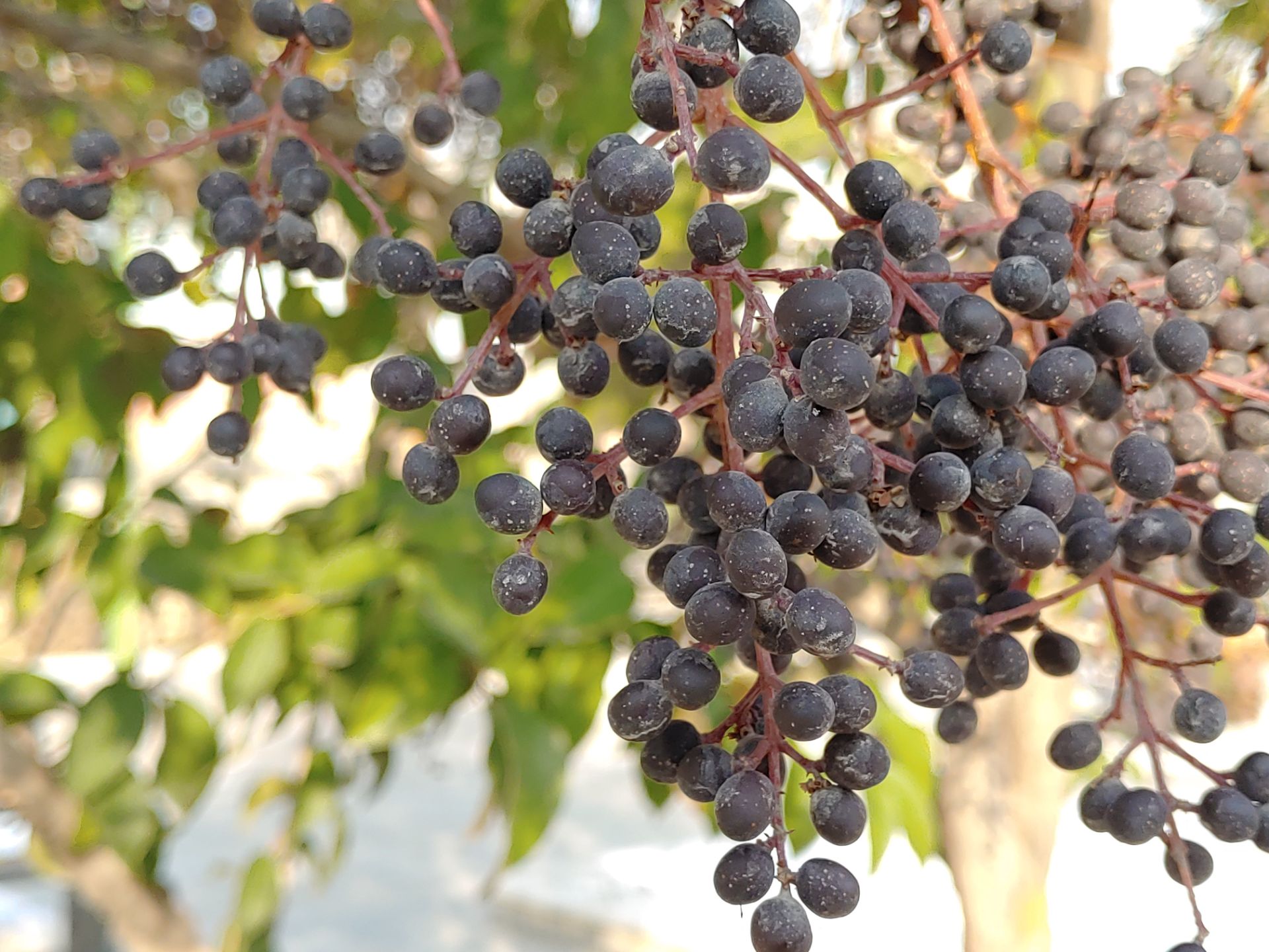 نمونه‌عکس‌های ال‌جی جی ۸ اس در طول روز