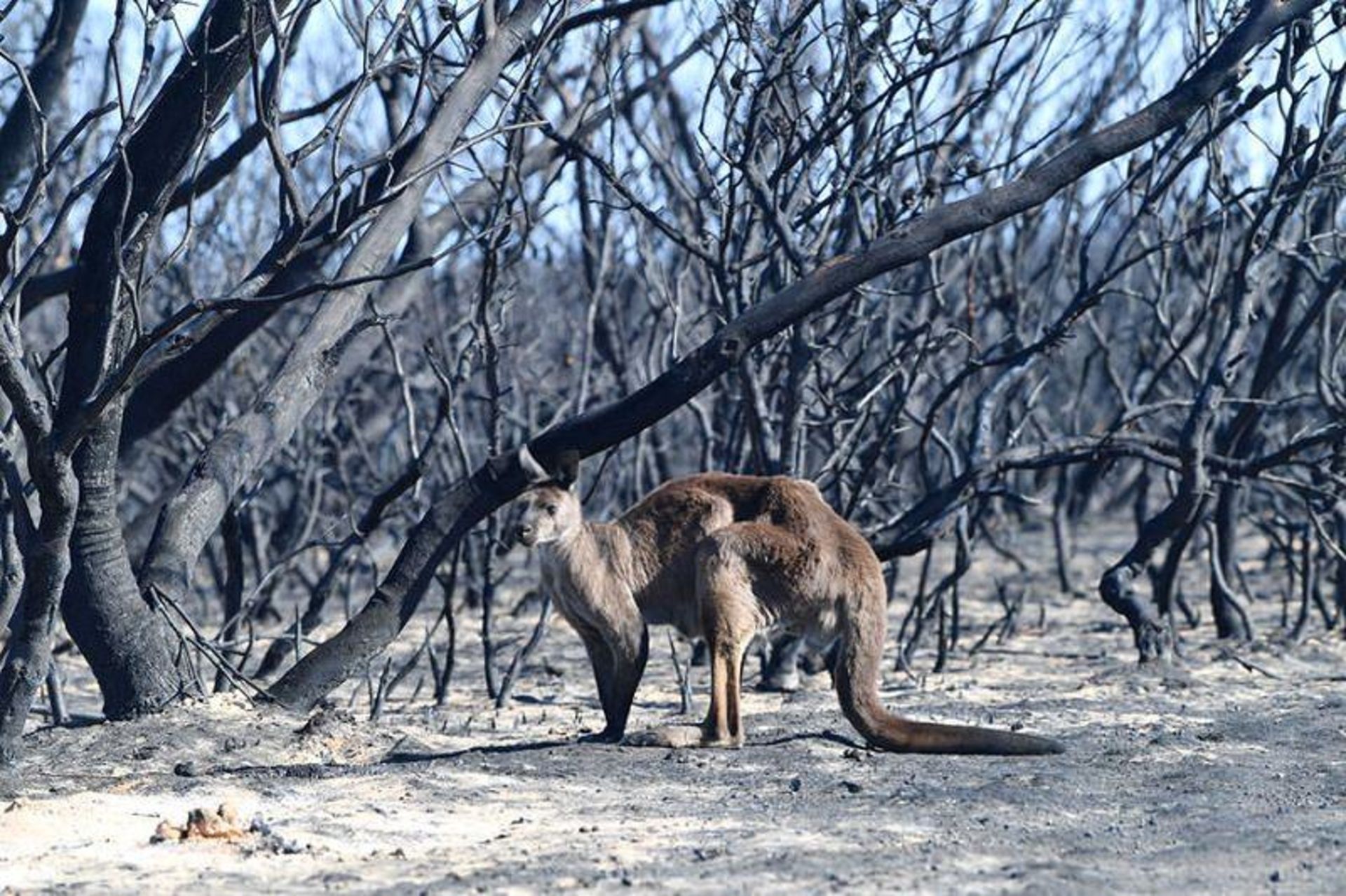 مرجع متخصصين ايران Australian Bushfires / آتش‌سوزي‌هاي استراليا