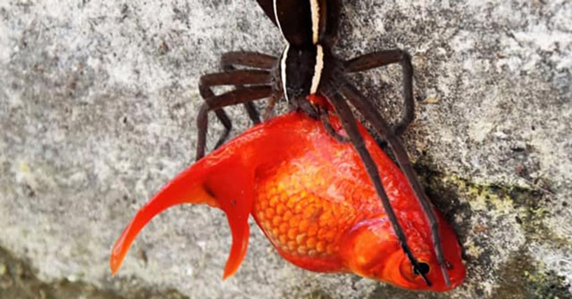 عنکبوت‌ها هم ماهی می‌خورند!