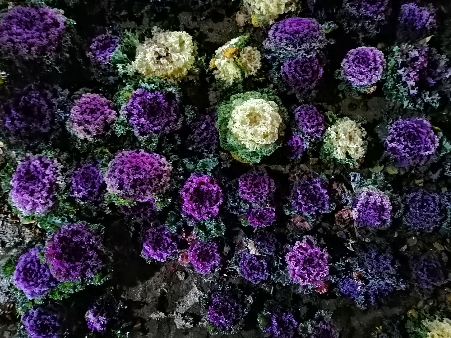 نمونه عکس‌های وای 9 پرایم 2019