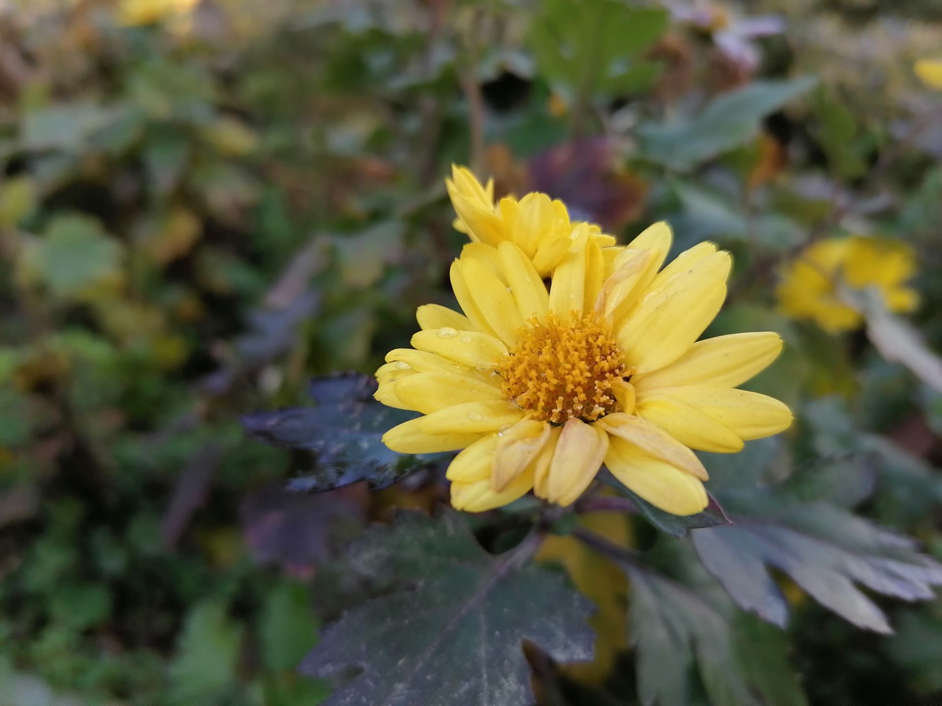 نمونه تصویر گرفته شده با دوربین اصلی آنر ۹ ایکس