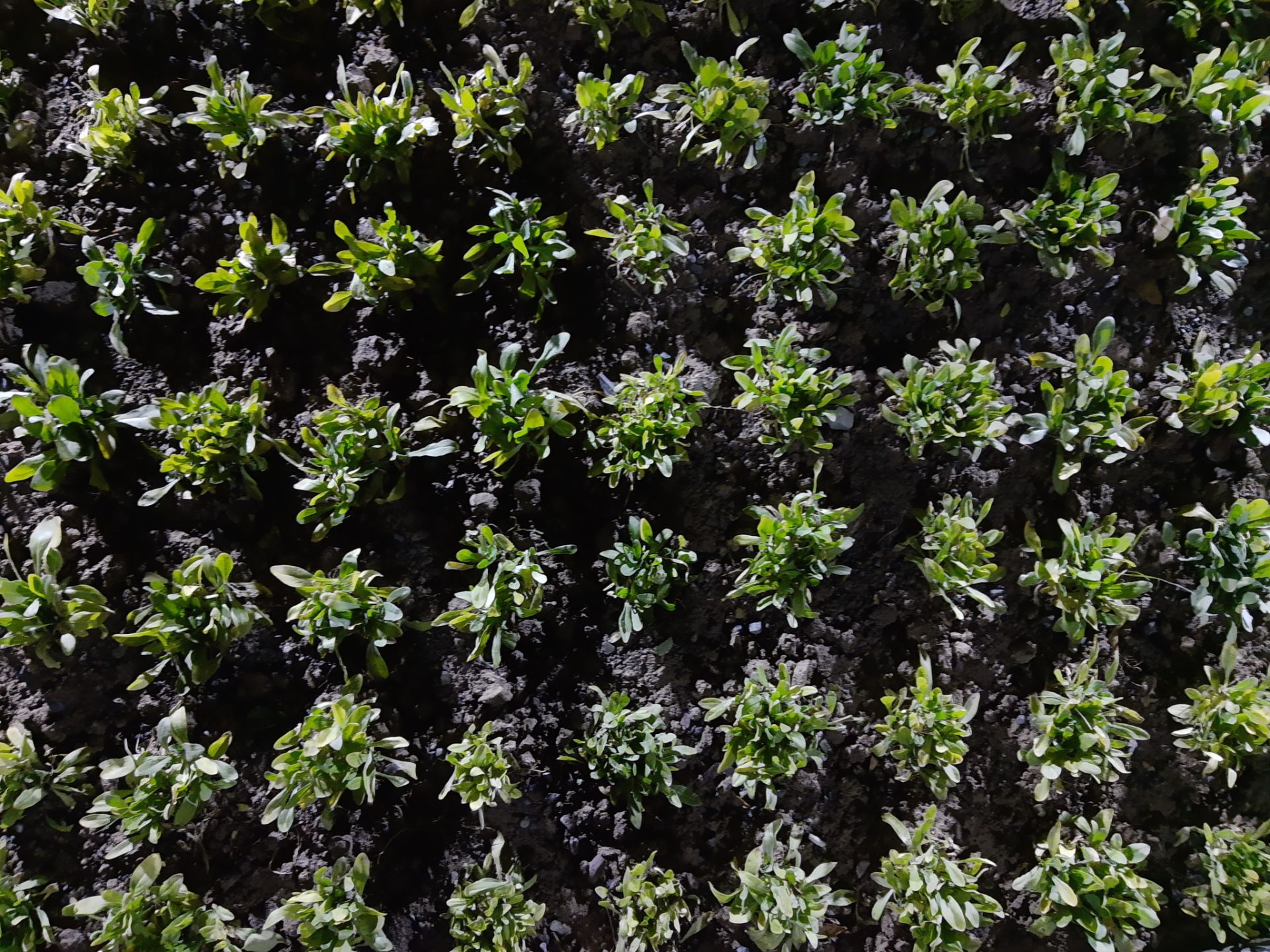 نمونه‌عکس‌های موتورولا وان اکشن