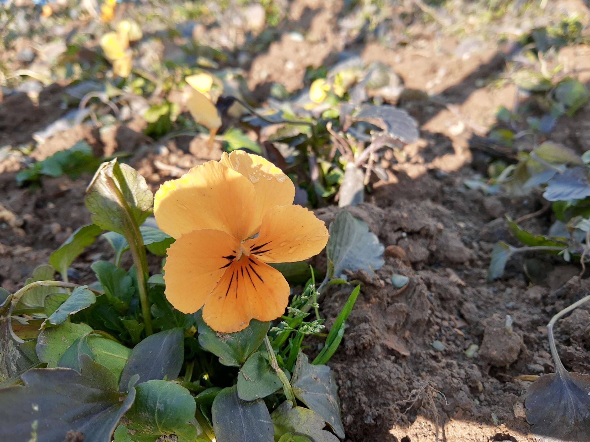 حالت پرتره با موتورولا وان اکشن