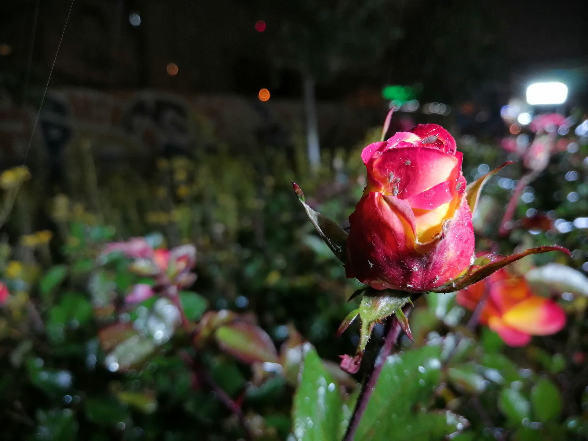 نمونه عکس‌های وای 9 پرایم 2019