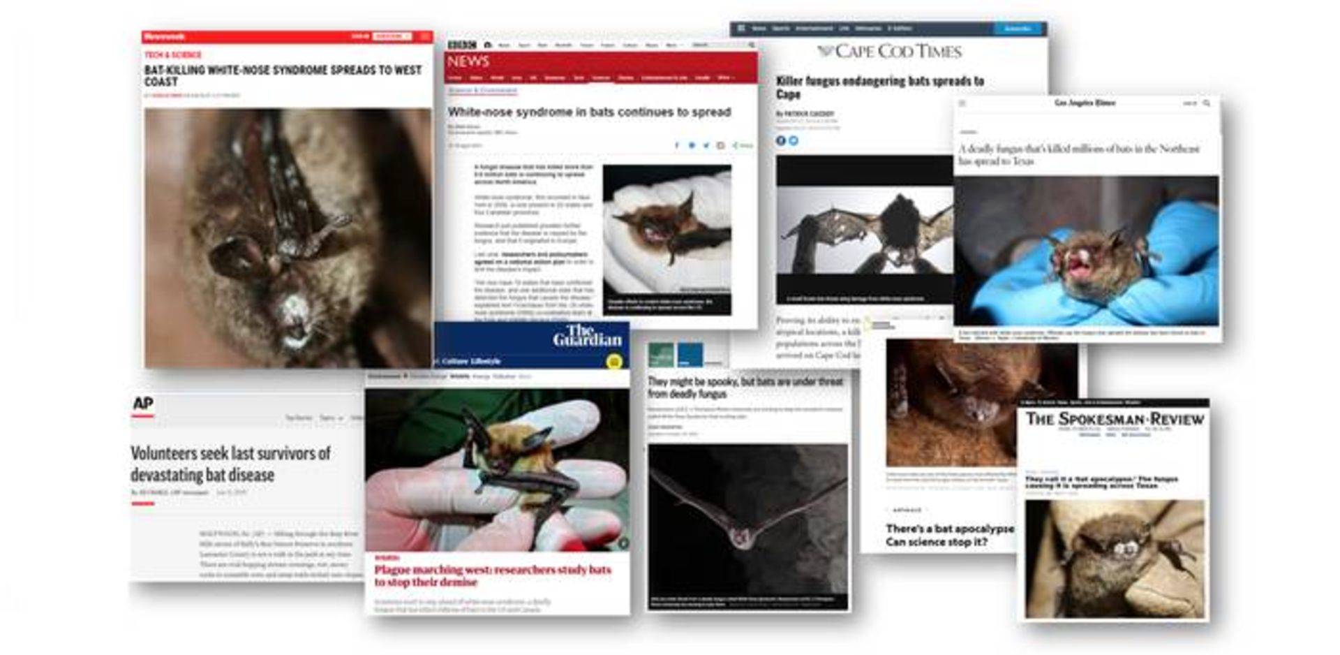 خبرهای رسانه ای درمورد بیماری قارچ