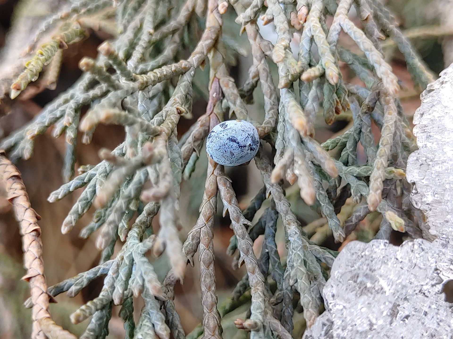 نمونه‌عکس‌های ال‌جی جی ۸ اس در طول روز