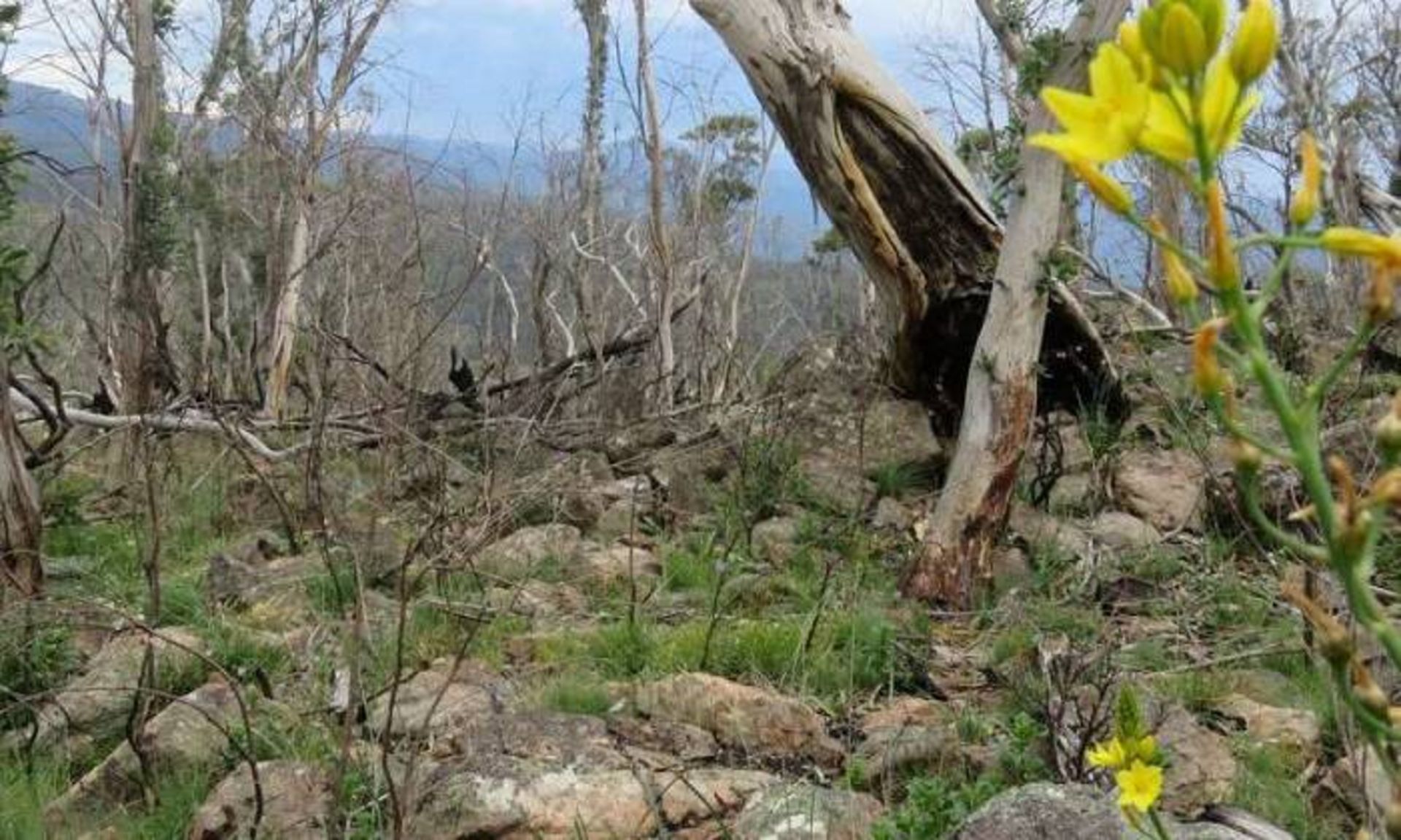 گل بالبوسا لیلی